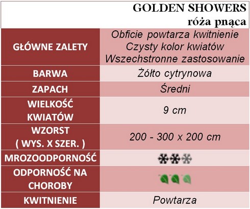 Golden Showers róża pnąca